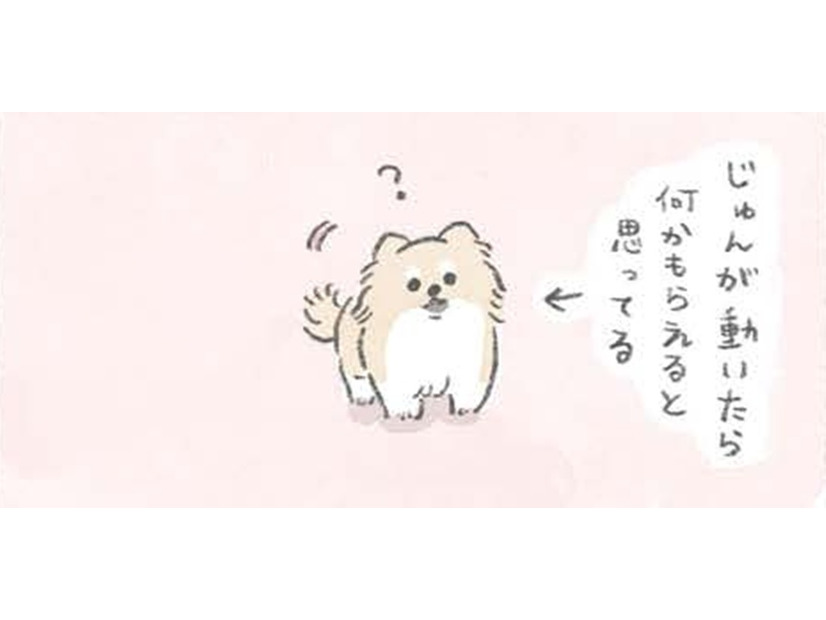 愛犬むっくは動くとついてくる…なにか期待している？ 【うちのむっくはいつも楽しそう #１ 】