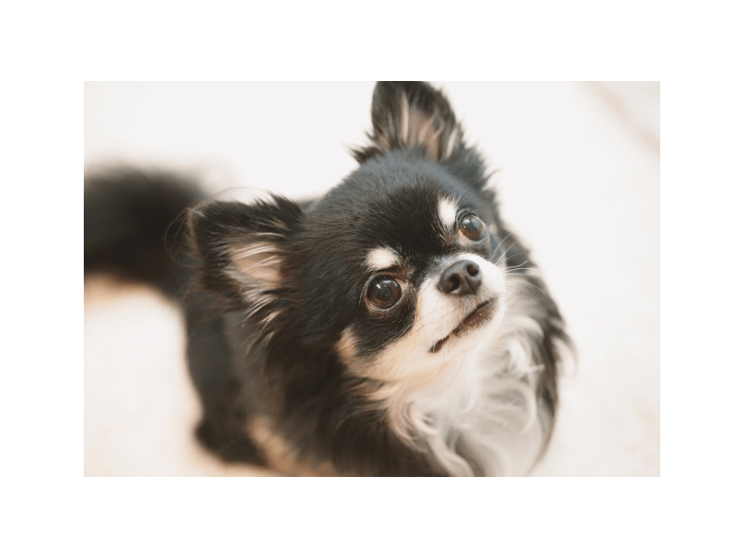 白黒のチワワを飼う家族　成長していくうちに→まさかの変化に「驚いた」「今では笑い話」
