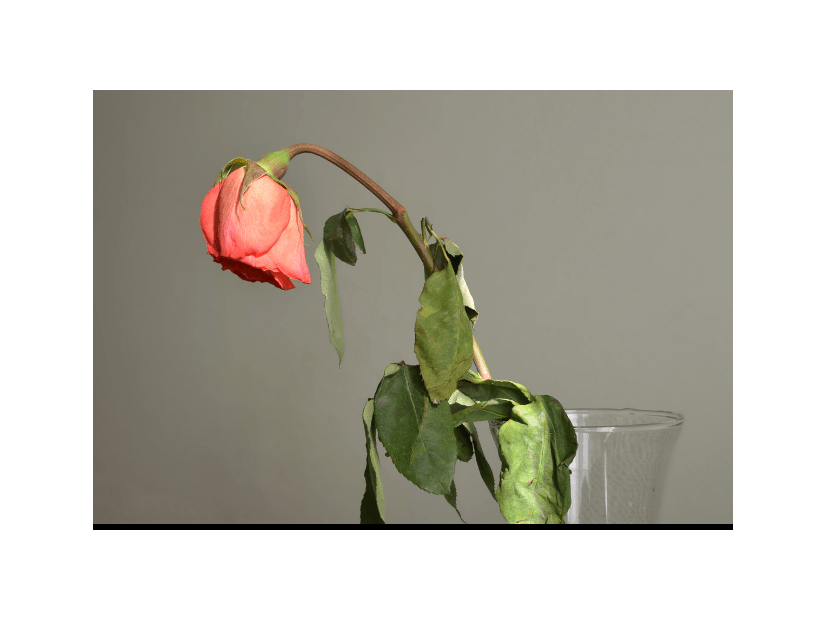 瀕死状態だった薔薇の苗　2年後の姿に…「満開の美しい花」「植物は本当に強い」