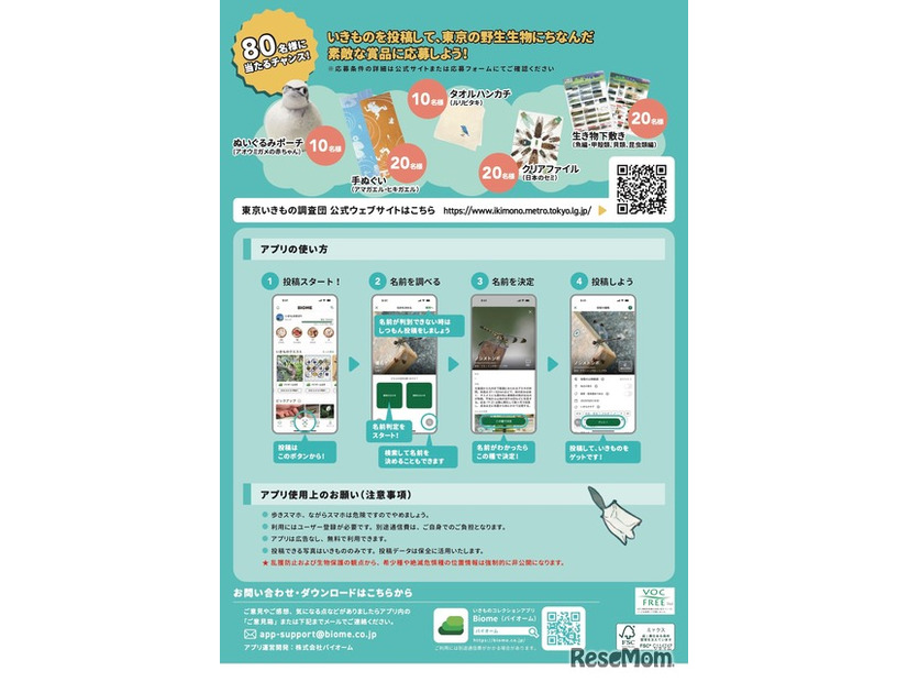 東京いきもの調査団 2025夏編 チラシ