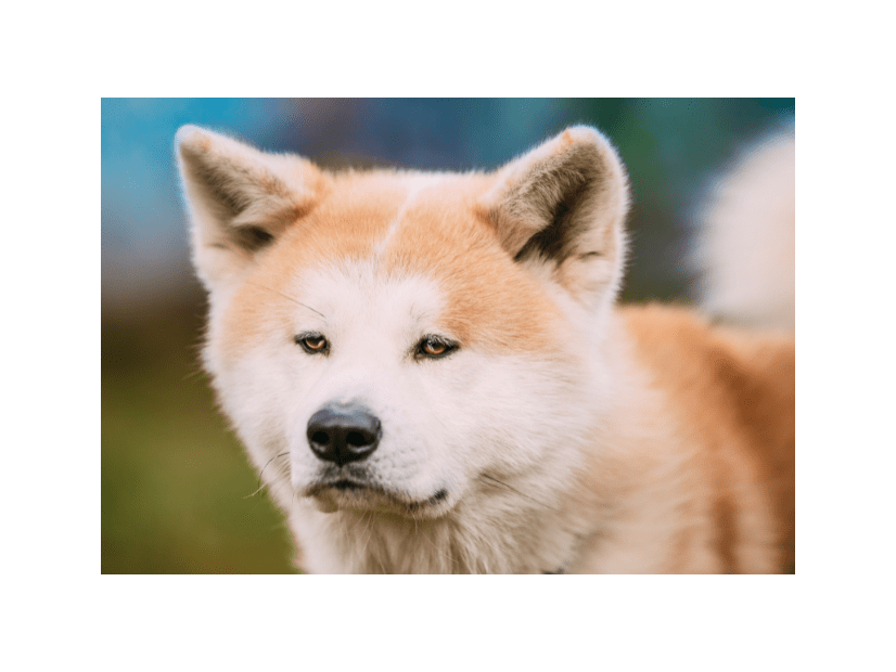 一人にしか懐かない秋田犬…散歩に行くと「忠犬じゃないの？」⇒愛犬の”まさかの行動”に驚いたワケとは！？
