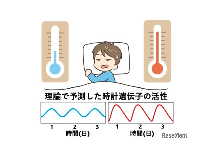 体内時計の仕組み: 高温で遺伝子活性の波形がひずむことで周期を保つという理論とその検証