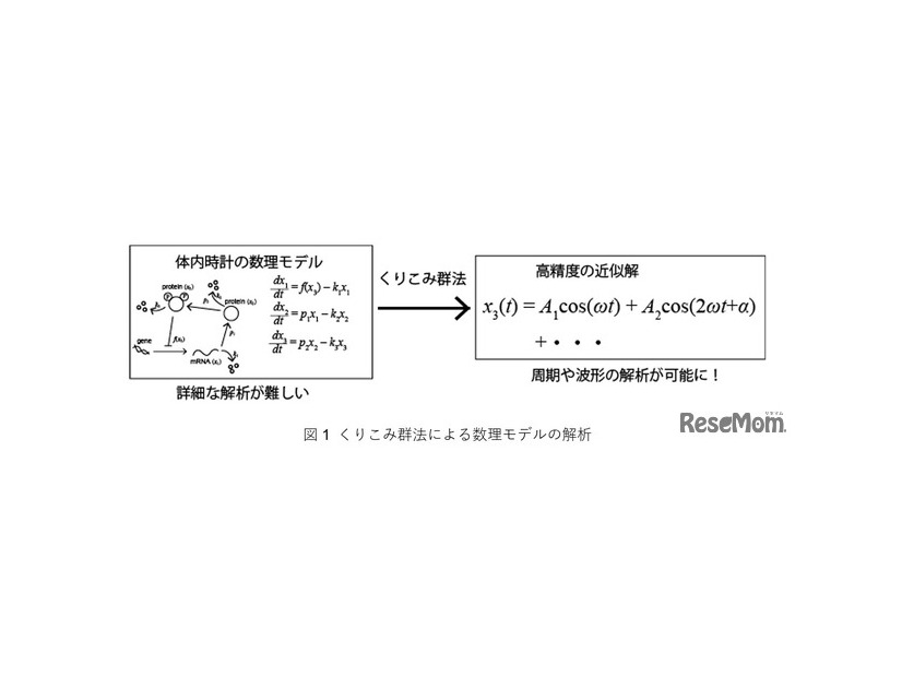 くりこみ群法による数理モデルの解析
