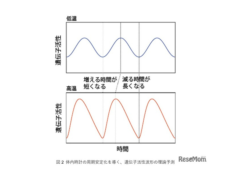 体内時計の周期安定化を導く、遺伝子活性波形の理論予測