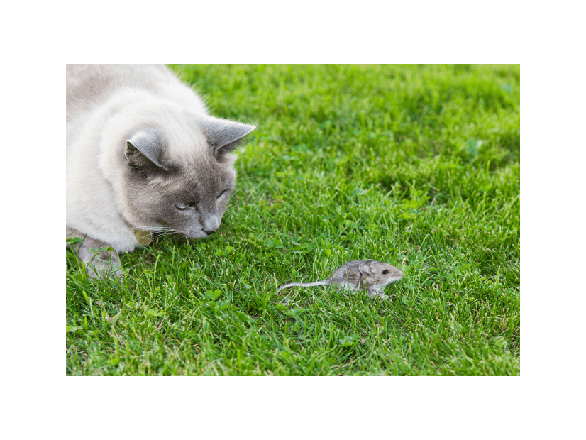 田舎の古い家に住む猫　ネズミが顔出した瞬間⇒まさかの反応に「他の猫とは違う」