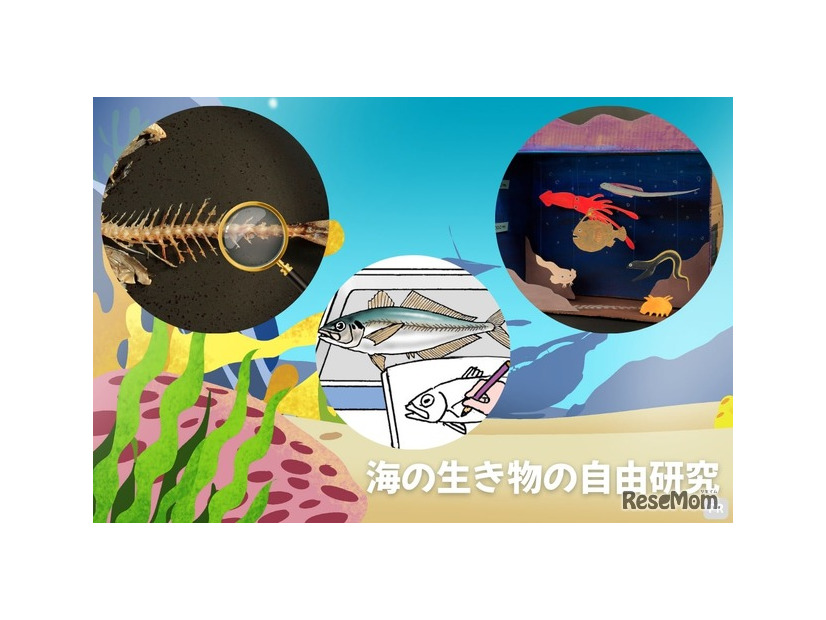 海の生き物の自由研究