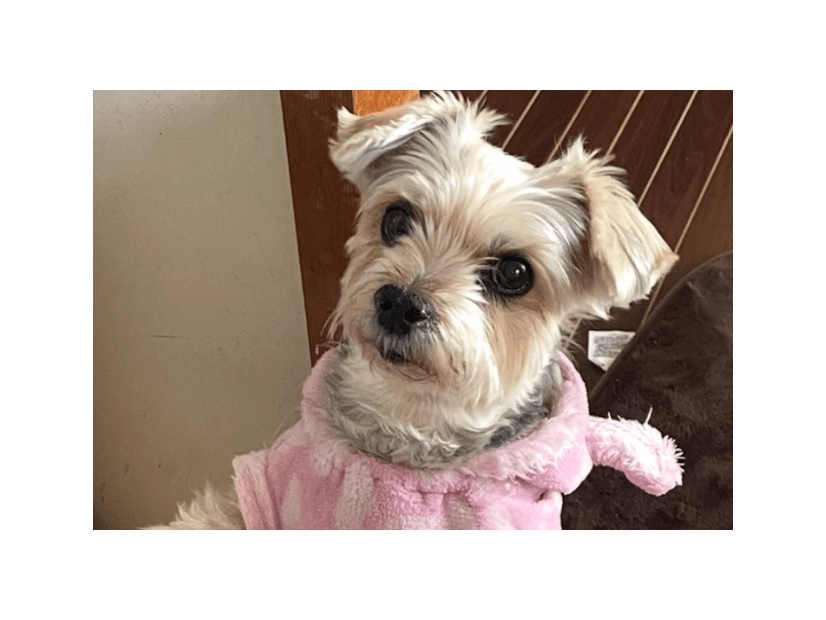 ご飯待ちの愛犬…いつもはお座りだけど⇒ご飯直前に”まさかのポーズ”で「ごめんね」「かわいすぎ！」