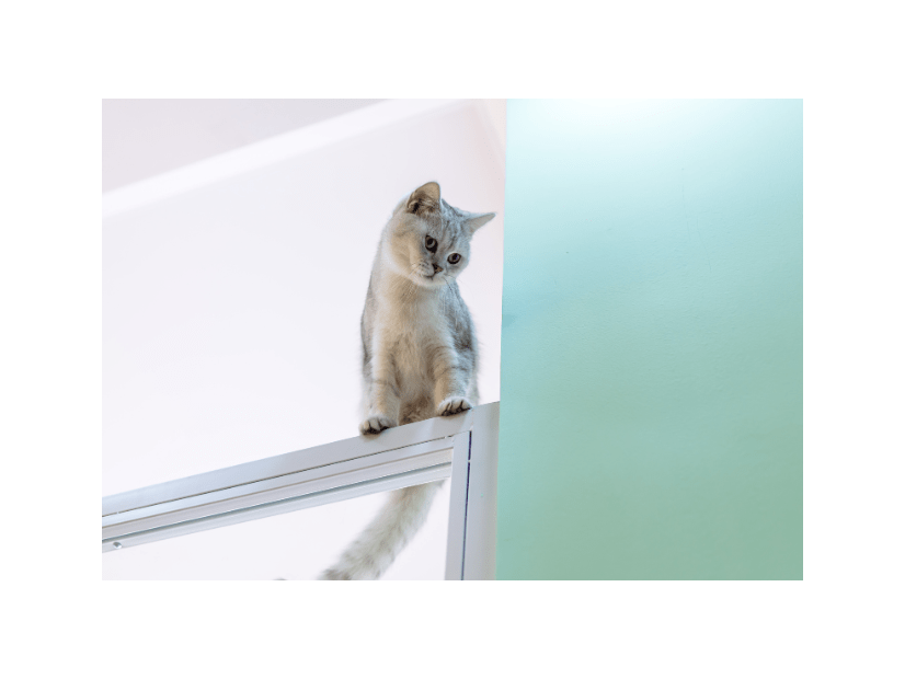登るのが好きな愛猫　しかし”まさかの場所”に乗ってしまい⇒「ありがたい雰囲気」「思わず笑った」