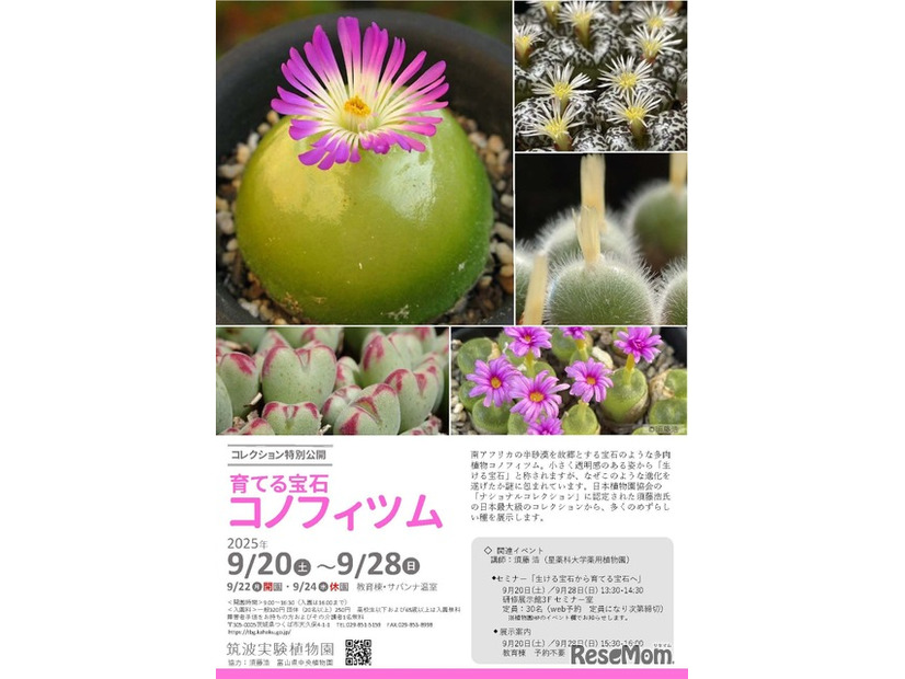 コレクション特別公開「育てる宝石・コノフィツム」