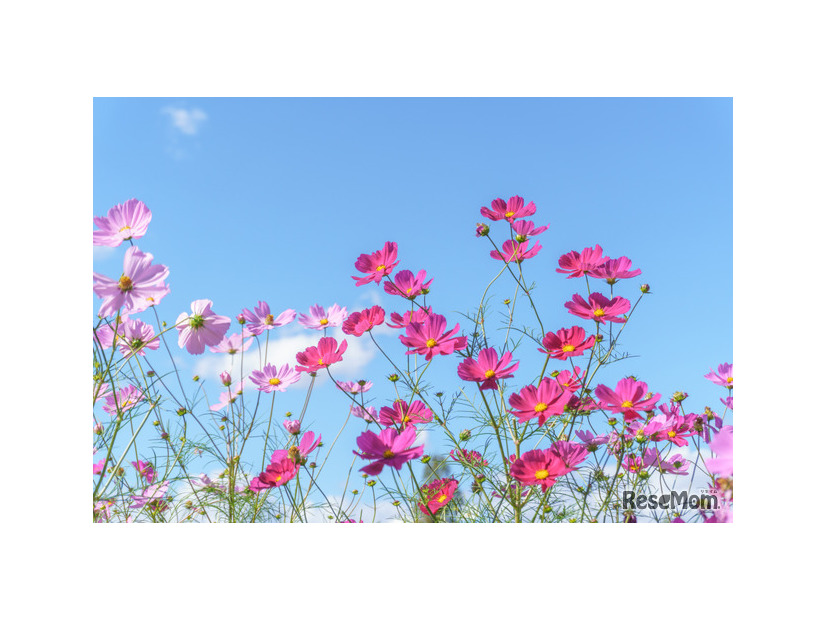※画像はイメージです
