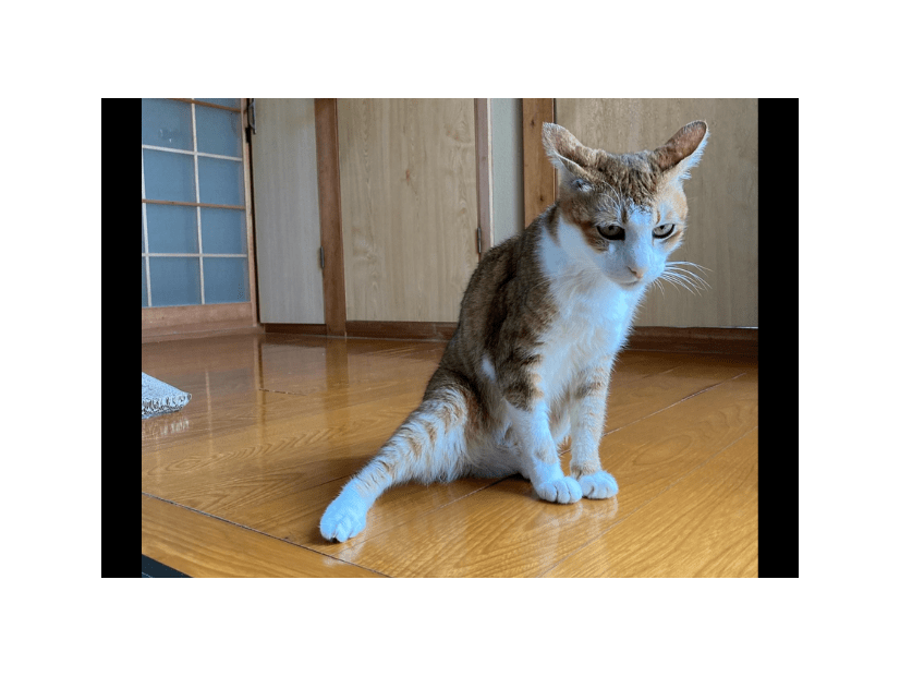 2階のベランダから落ちた愛猫　病院では異常なく家に帰ると…⇒まさかの様子に「すごいな～」「甘えたかったのかな」