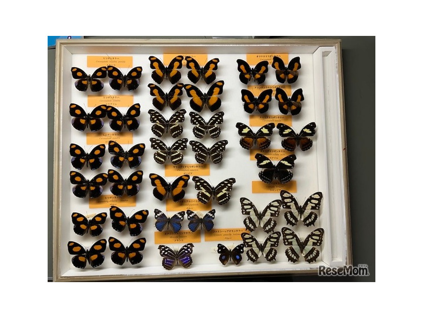 チョウの仲間の乾燥標本