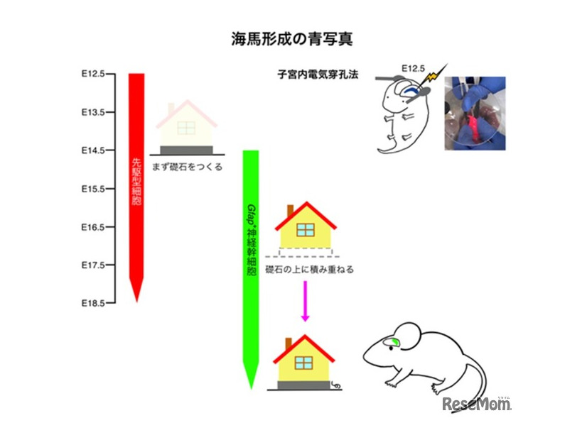 海馬形成の青写真