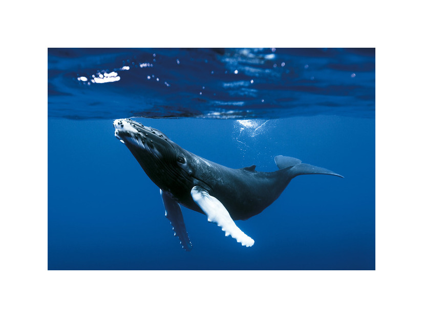 『オーシャンズ』© 2009 Galatée Films – Pathé – France 2 Cinéma – France 3 Cinéma – Notro Films – JMH-TSR