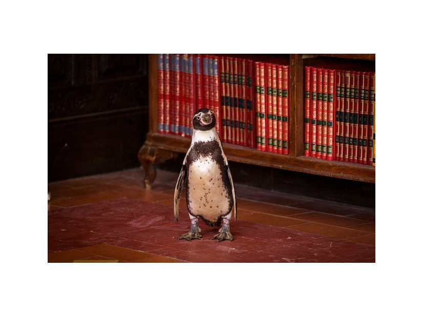 『ペンギン・レッスン』