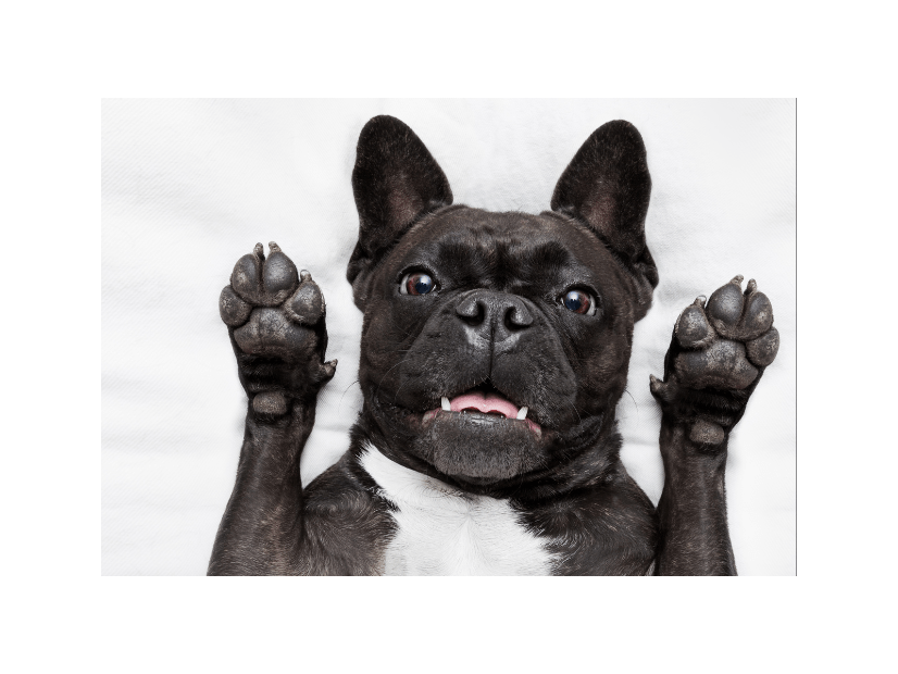 帰宅しても”お迎えしない愛犬”に違和感…心配で寝室を覗くと⇒愛犬「しまった！」まさかの行動に爆笑！？