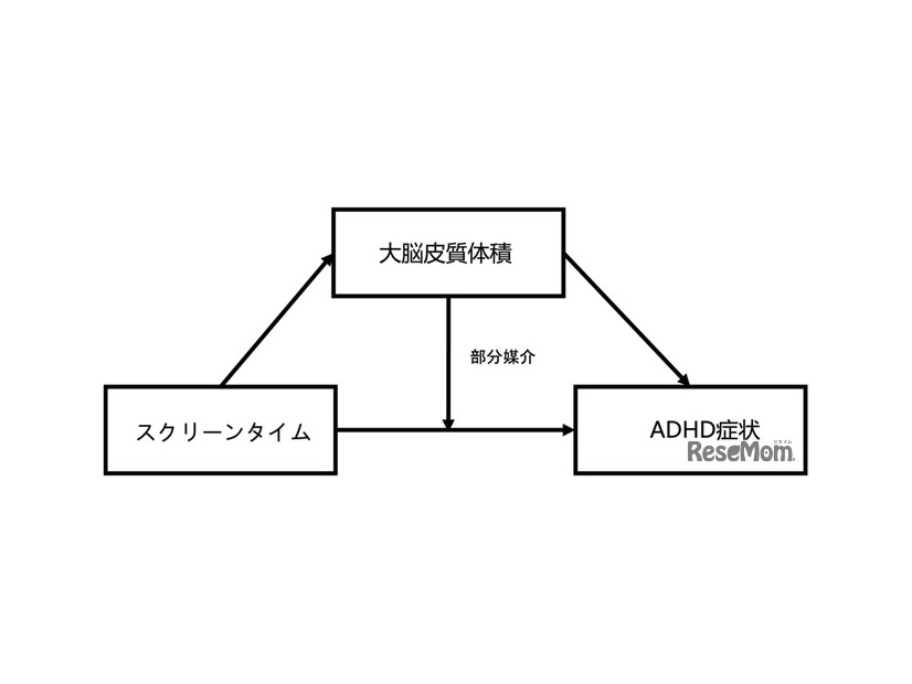 全皮質体積がスクリーンタイムとADHD 症状の関係を部分的に媒介していることが判明