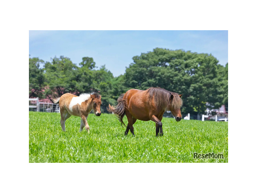 ミニチュアホース（イメージ）