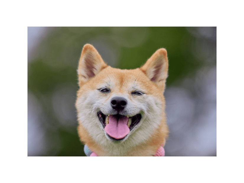 玄関で大はしゃぎする友達の犬　すると、足元にきて⇒まさかの行動に「えー！」「切り替えが激しい」