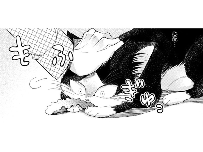 【猫視点】人間がいきなり頭をさわってきた！ みんなこうするのが好きね～【同居人はひざ、時々、頭のうえ。 #32】