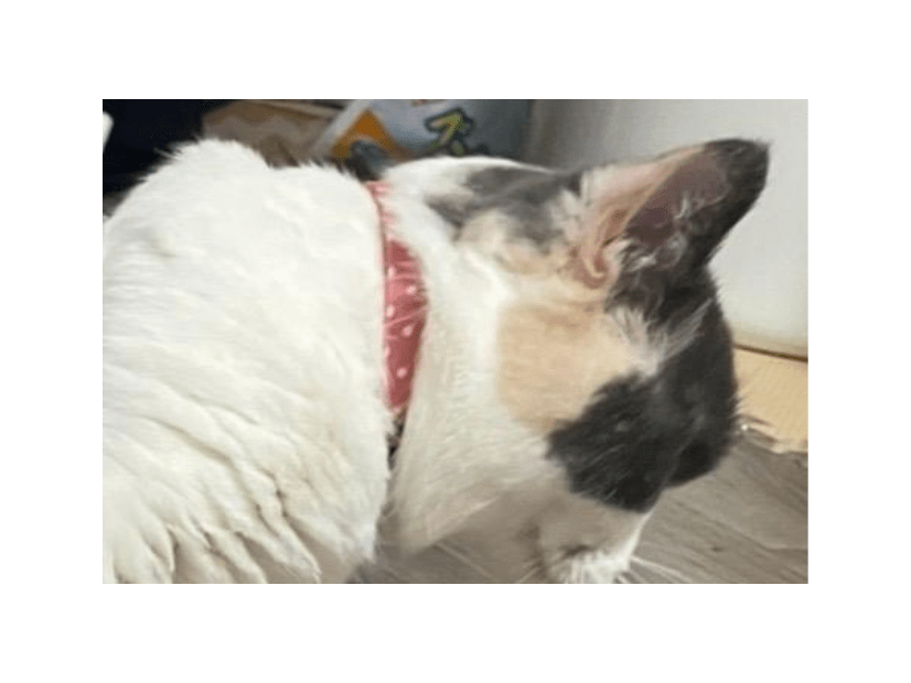 狭い空間が好きなマンチカン　床にズボンを置くと⇒猫の”予想外の姿”に「なにしてるの！」