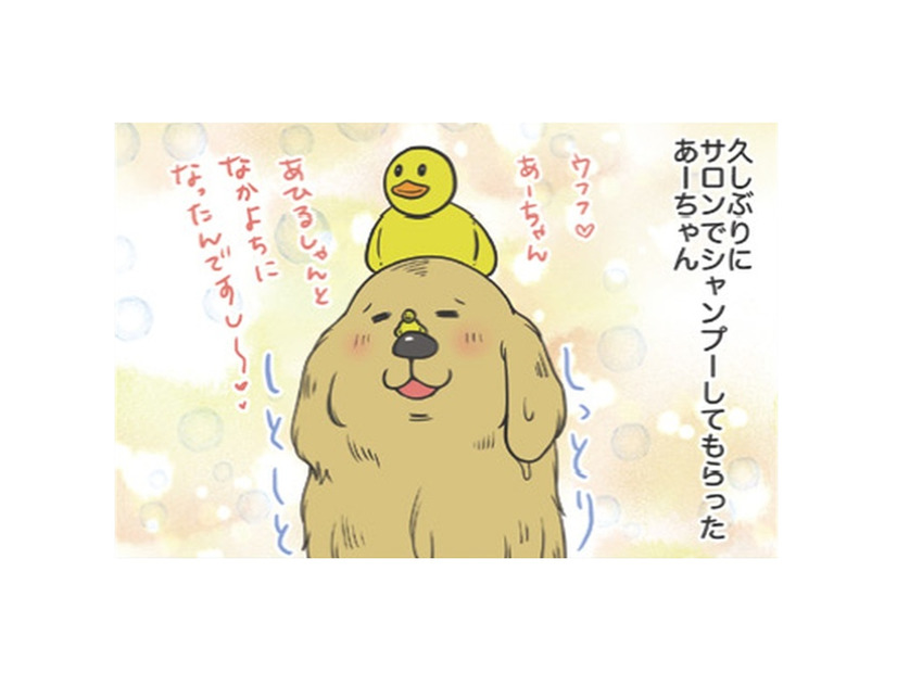 サロンでシャンプーしてもらった愛犬。もふもふに隠れて…せっかくのチョーカーはどこ？【おさんぽですし！　おしゃべり犬とイライラ猫の日記 #13】