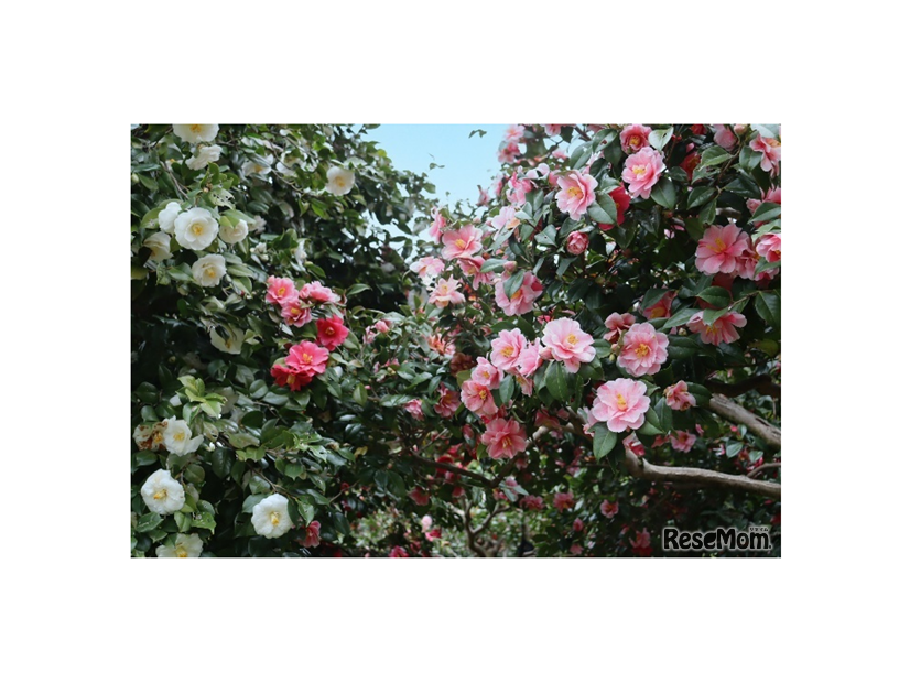 つばき・さざんか園（2025年撮影）