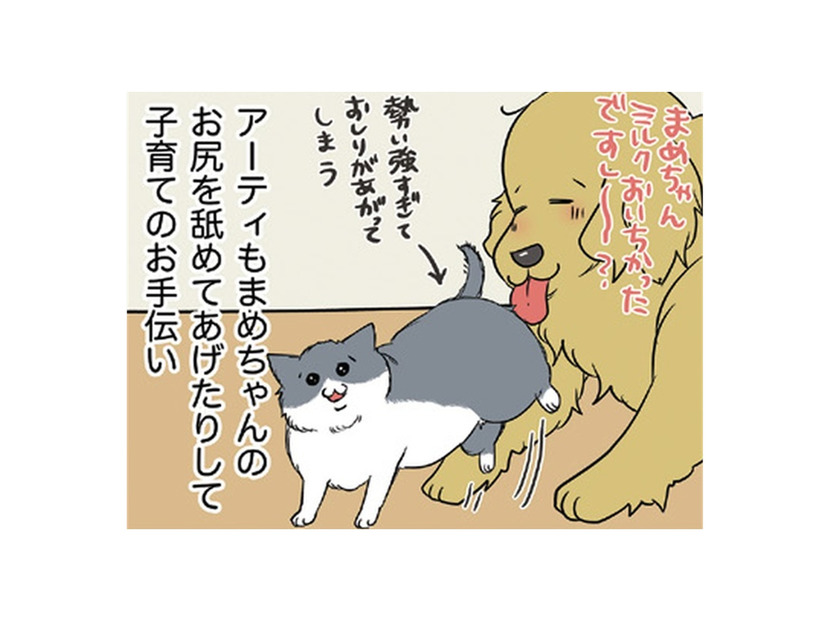 わが家に加わった生後10日くらいの仔猫は女の子。愛犬もせっせと子育てのお手伝い【おさんぽですし！　おしゃべり犬とイライラ猫の日記 #19】