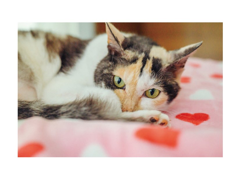 いつもありがとう！ やすらぎ治療室の看板猫・ミケちゃんの「ひまわりスマイル」に今日も癒される【ミケちゃんとやすらぎさん #２】