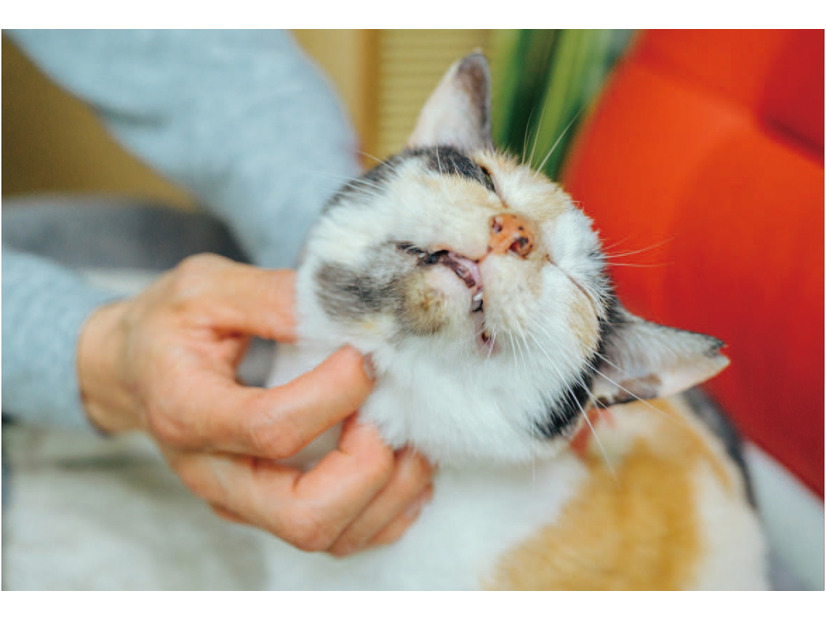 「今日もナデナデしてくれるかな～」鍼灸マッサージ治療院の看板猫・ミケちゃんのお仕事は？【ミケちゃんとやすらぎさん #３】
