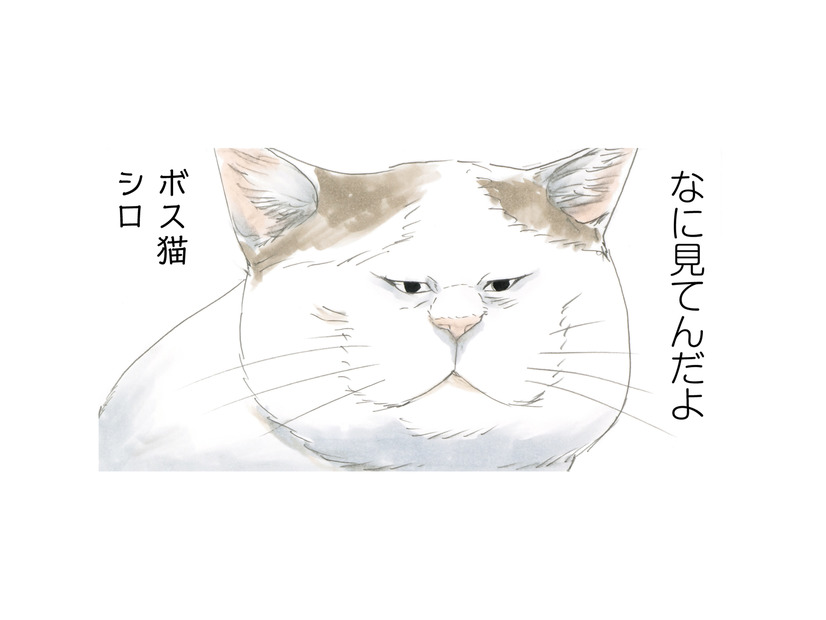 この町を守るのがおれの使命！ 強くなければ生きていけない…ボス猫・シロの生き様とは？【続 ミケちゃんとやすらぎさん #４】