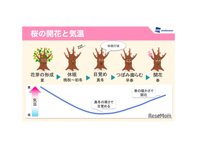 桜の開花と気温