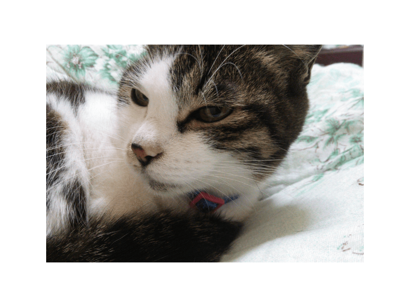 ベランダで…愛猫が網戸に猛ダッシュ　スイスイ登る姿に「忍者！？」しかし次の瞬間⇒まさかの弱点に「あまりに面白い」