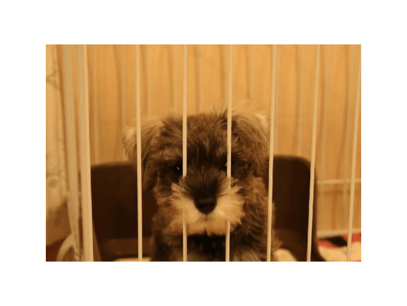 初めて飼った愛犬……白黒だった子犬が1年後→まさかの姿に「珍しいね！」