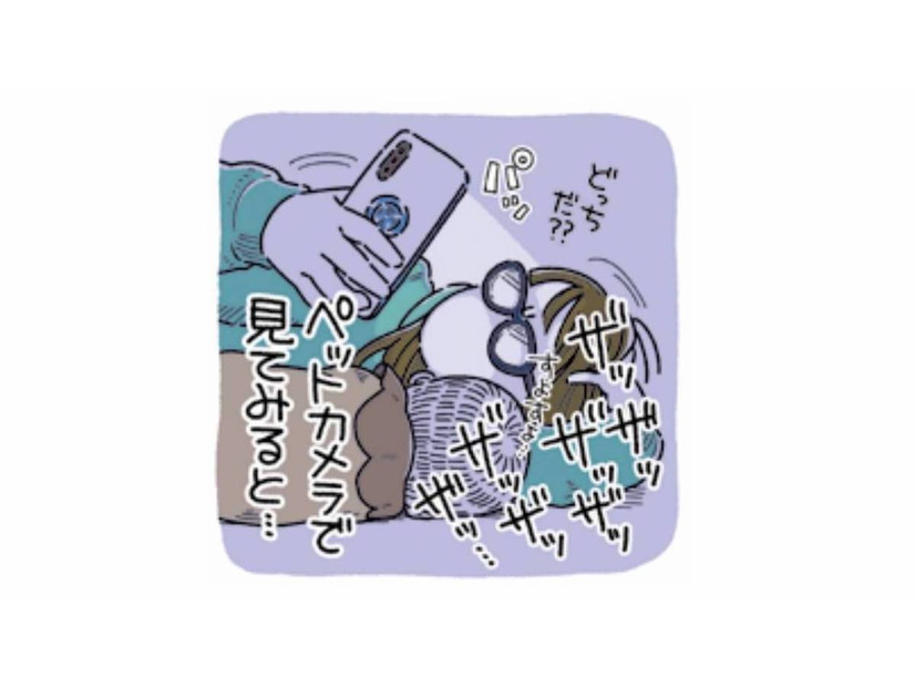 「ザッザッザッ」夜に響くトイレ音…ペットカメラに映っていたのは？【猫がおしりを向けてきます #２】