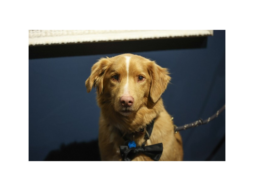 インディ（2025年のSXSWにて）Photo by Diego Donamaria/SXSW Conference & Festivals via Getty Images