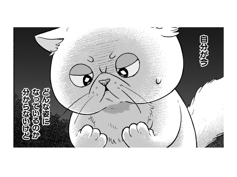 魔術師が作った液体をかけられたら、猫になっちゃった！早く神殿に帰りたい！【根暗騎士による溺愛満喫中のブサ猫、実は聖女です！#19】