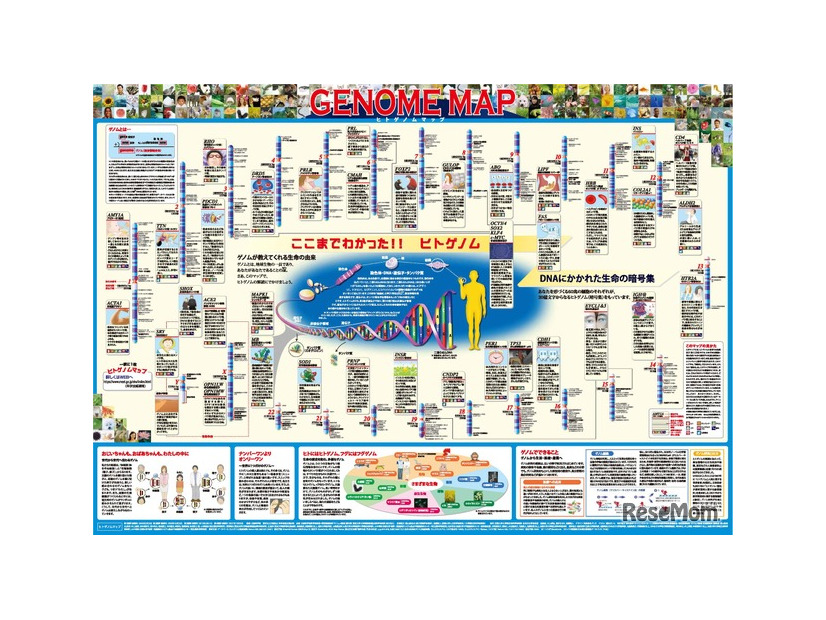 「一家に1枚　ヒトゲノムマップ」