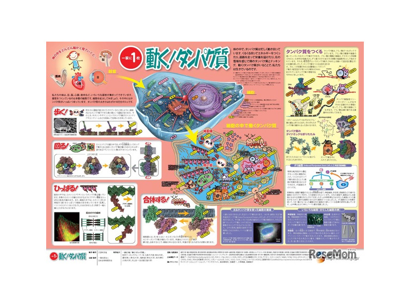 「一家に1枚　動く！タンパク質」
