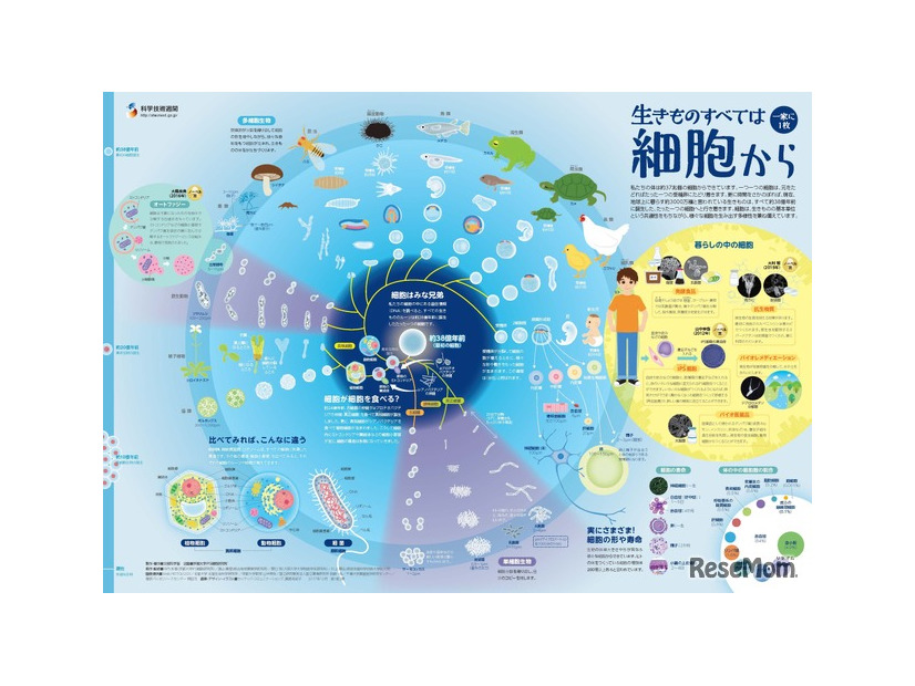 「一家に1枚　生きものすべては細胞から」