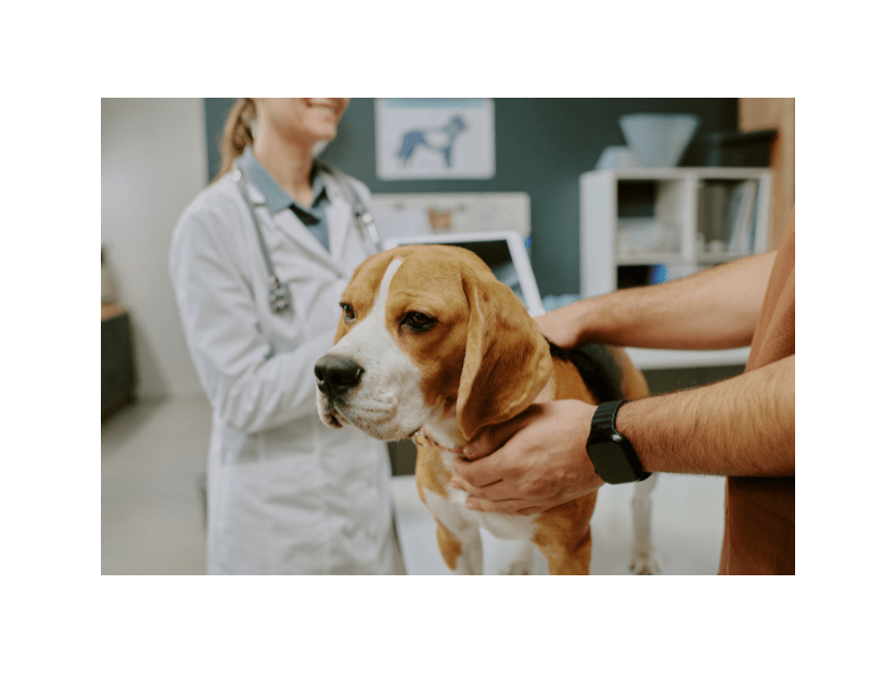 診察台を拒否する愛犬　獣医の“まさかの最終手段”に⇒豹変し「え！」「先生に感謝」