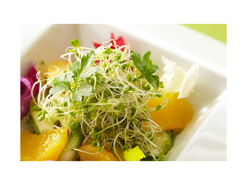 がん予防の権威である医師開発の野菜って！？ビタミンCよりも抗酸化力が長時間続き、老化予防にも最適で「しかもワンコイン以下」スーパーフードとは