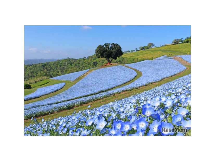GWが見ぎろ 「ネモフィラ」