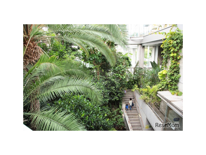 板橋区立熱帯環境植物館