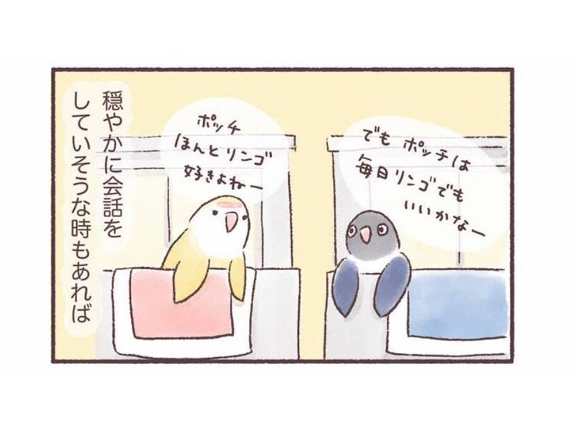 隣同士のケージで暮らす2羽のインコ。一体どんな会話をしているの？【うちのインコたちは今日もおしゃべり #２】