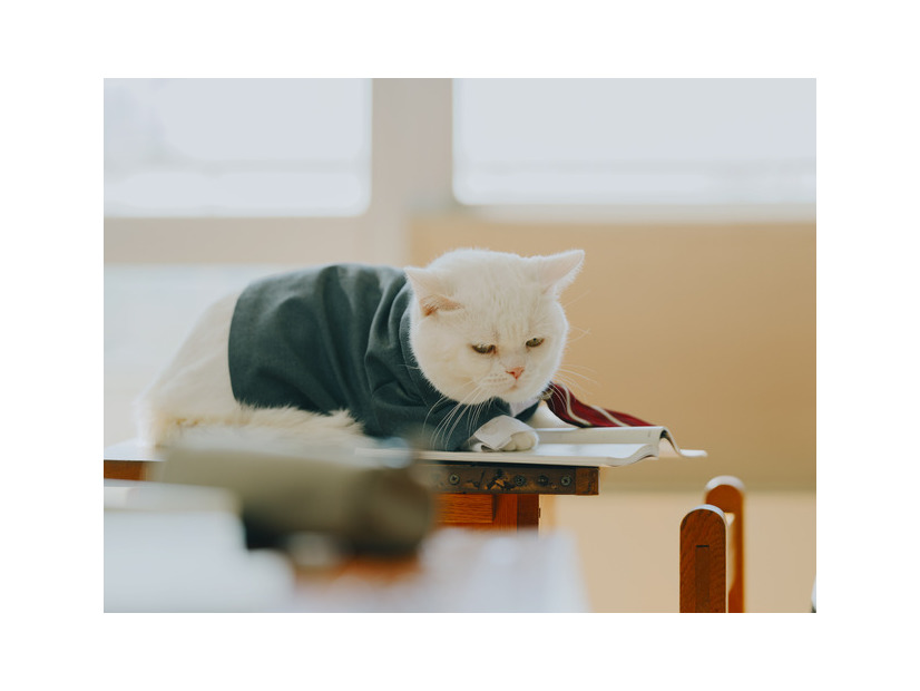 『高校生家族』©仲間りょう／集英社　©2026 映画「高校生家族」製作委員会
