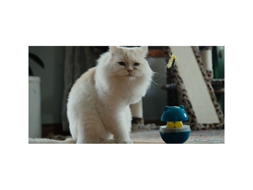 『猫たちと7000マイルの旅』©2025 Gray Hat Productions LLC All Rights Reserved