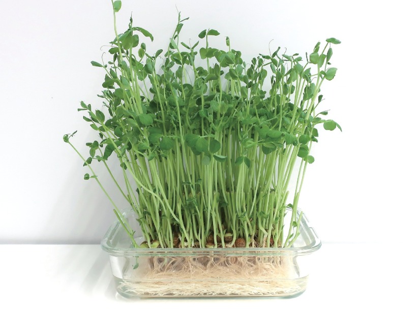 野菜なのにたんぱく質が豊富⁉「豆苗」の栄養、実はすごかった！医師が健康メリットを解説