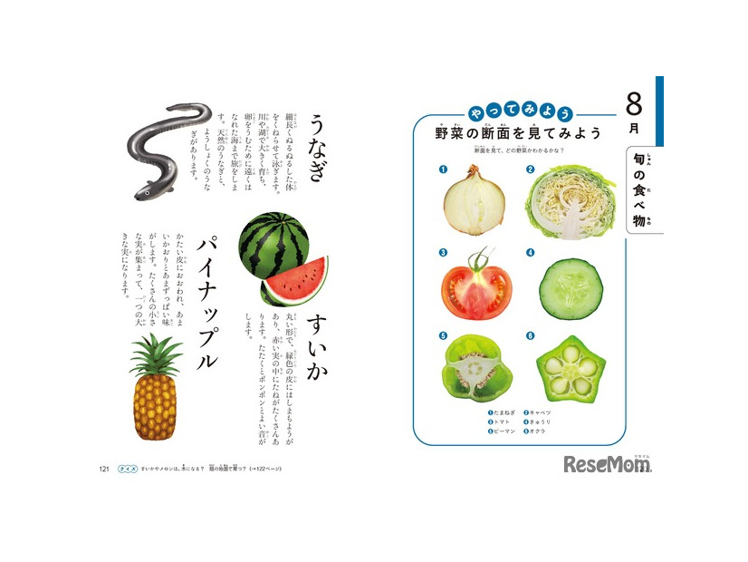 旬の食べ物や、野菜や果物の断面がイラストでわかりやすく説明されている