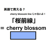 英語で「桜前線」はなんて言う？